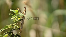 modlivka,捕食者,priroda