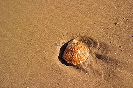 海灘,貝殼,沙