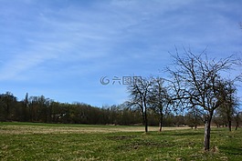 性質(zhì),春,樹