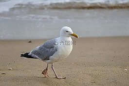 鸟,海,海滩