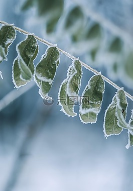 漫漫,葉子,分支