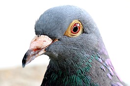 鴿子,鳥(niǎo),動(dòng)物