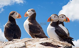 海雀,鳥,動物