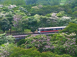 鮮花,樹,tabebuia 景天