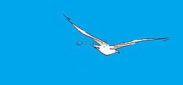 海鷗,天空,鳥