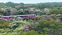 鮮花,樹,tabebuia 景天