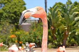 粉紅色的火烈鳥,火烈鳥,鳥