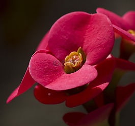 紅色的花,nysselig,荊棘