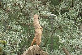 獴,動物,性質(zhì)
