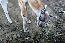 動物,他們,飲食