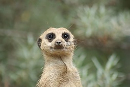 獴,動物,性質(zhì)