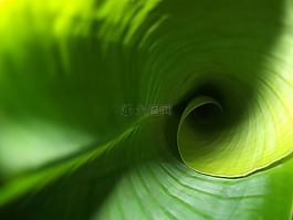 葉子,綠色,廠