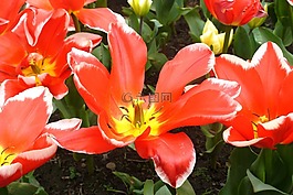 郁金香,春天,紅色