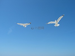 天空,海鷗,夏季