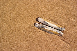 貝殼,海灘,沙