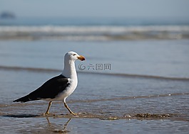 海鷗,海鳥,鳥