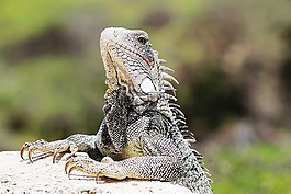 鬣鱗蜥,庫拉索島,性質(zhì)