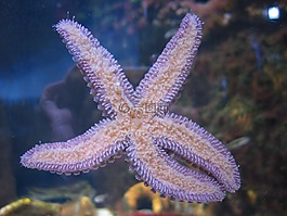 海星,水族館,海水