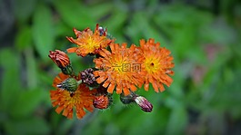orangrotes 山柳菊,為山柳菊疊,開花
