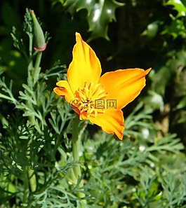 花,橙色,罌粟