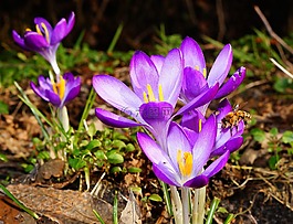 藏紅花,鮮花,蜜蜂