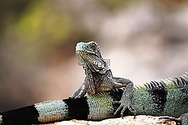 鬣鱗蜥,庫拉索島,性質(zhì)