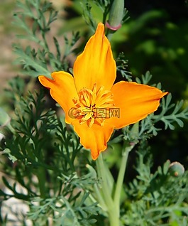 花,橙色,罌粟