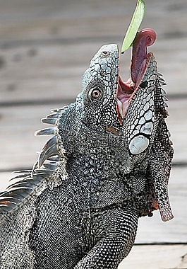 鬣鱗蜥,庫拉索島,性質(zhì)