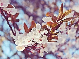 櫻花,鮮花,樹