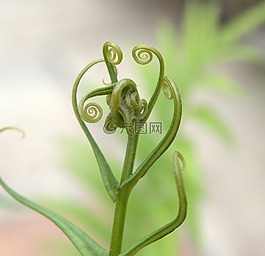 蕨類植物,綠色,卷曲