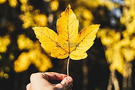 黃色,葉,自然
