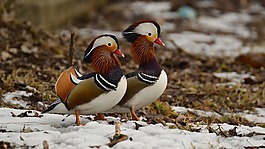 官吏,雪,海滩
