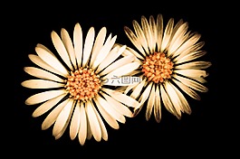 鮮花,黑色,開(kāi)花