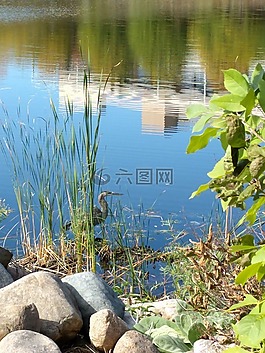 鳥,起重機,湖