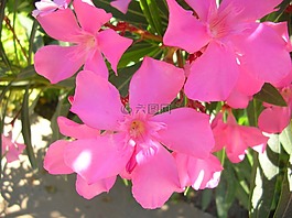 花,花園,鮮花