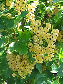葡萄干,水果,夏季