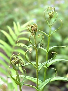 蕨類植物,綠色,卷曲