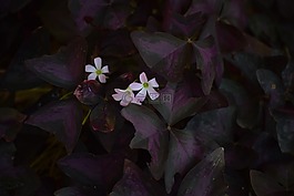 花,黑暗,粉紅色