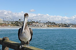 鵜,海邊,鳥