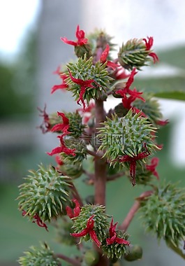 蓖麻,植物,蓖麻毒素