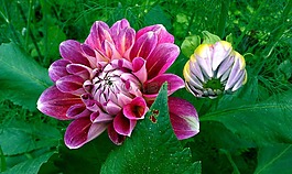大丽花,花geogrina,花卉