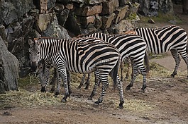 斑馬,動(dòng)物園,條紋