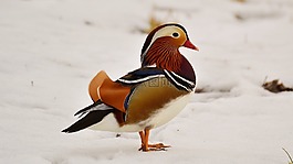 普通话,汤姆,雪