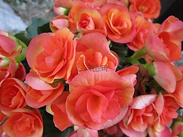 海棠,花,開花