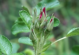 玫瑰花蕾群集,玫瑰,芽