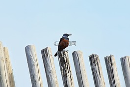 動物,天空,海灘