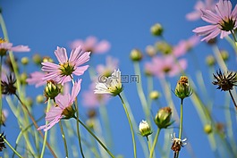 鮮花,夏季,宇宙