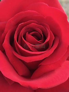 玫瑰,紅玫瑰,花