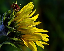 太陽花,morgentau,葉的 bug