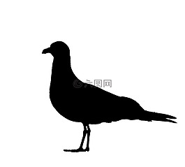 海鷗,鷗,鳥
